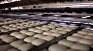 Fermentador gôndula sobre Forno túnel, esteira